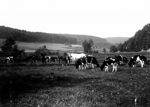 , he_0181, Weide in den Teichwiesen, um 1915